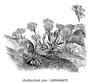 Lychnis Alpina is a flowering plant. It has bright-pink flowers and grassy leaves, vintage line drawing or engraving illustration.