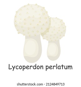 Lycoperdon perlatum. Mushroom. Isolated on white background. Forest. For your design.