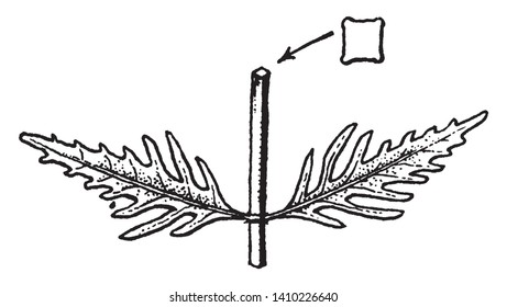 Lycopus is a flowering plant. Its leaves are bright green, pointed and flowers are small with white color, vintage line drawing or engraving illustration.