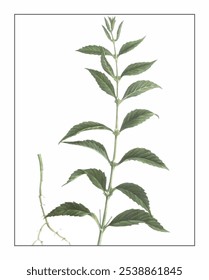 Lycopus lucidus, hand-painted floral and botanical painting, hand-painted herbal painting, natural herbs.
