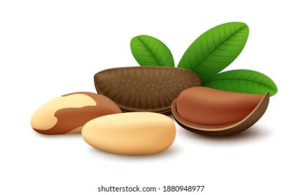 Lying Brazil nut in open shell, whole nutshell, two shelled seeds and three green leaves isolated on white background. Realistic vector illustration.