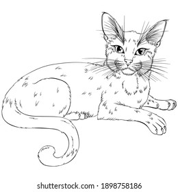 Lying cat looking forward. Line art vector illustration suitable for coloring book page. Print in hand draw style isolated on white background. Fluffy cat in simple sketch style.