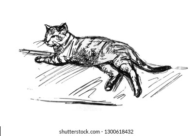 Lying cat sketch. Line drawing