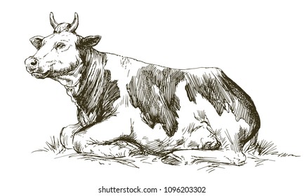 Lying cow. Hand drawn vector illustration.