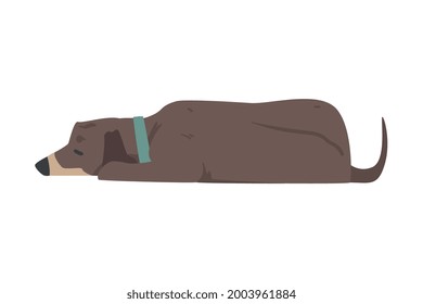 Lying Dachshund Dog, Cute Pet Animal with Brown Coat Cartoon Vector Illustration