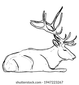 Lying deer buck or elk with antlers. Hand drawn linear doodle rough sketch. Black silhouette on white background.