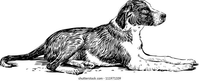 lying dog