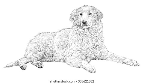 Lying dog sketch