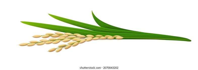 Lying down ear of ripe rice plant (paddy) with green leaves. Side view. Isolated on white background. Realistic vector illustration.