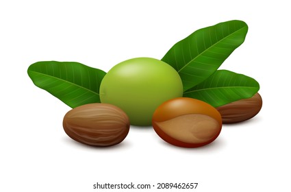 Lying down green shea (Vitellaria paradoxa) fruit, three leaves, two shelled seeds and unshelled nut isolated on white background. Side view. Realistic vector illustration. svg