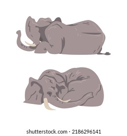 Lying Elephant as Large African Animal with Trunk, Tusks, Ear Flaps and Massive Legs Vector Set