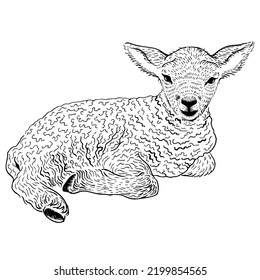 Lying lamb detailed black and white drawing. Sketch style farm animal. Sheep vector art. Hand drawn engraving style vector illustration. Farm domestic animal.