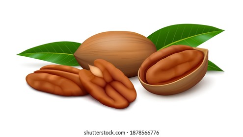 Lying pecan nut in half of shell, whole nutshell, two shelled kernels (halves) and three green leaves isolated on white background. Realistic vector illustration.