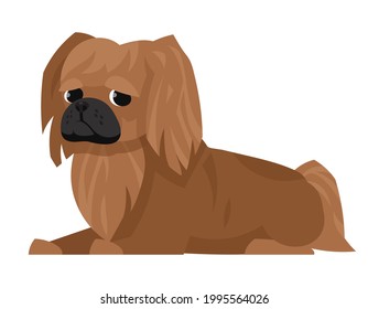 Vista lateral pekingesa. Una mascota linda al estilo de las caricaturas.