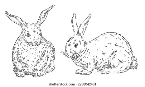Lying rabbit. Front and side view. Vintage vector engraving black illustration. Isolated on white background. Hand drawn design