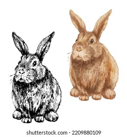 Lying rabbit. Front view. Vector vintage hatching color illustration. Isolated on white background. Hand drawn design