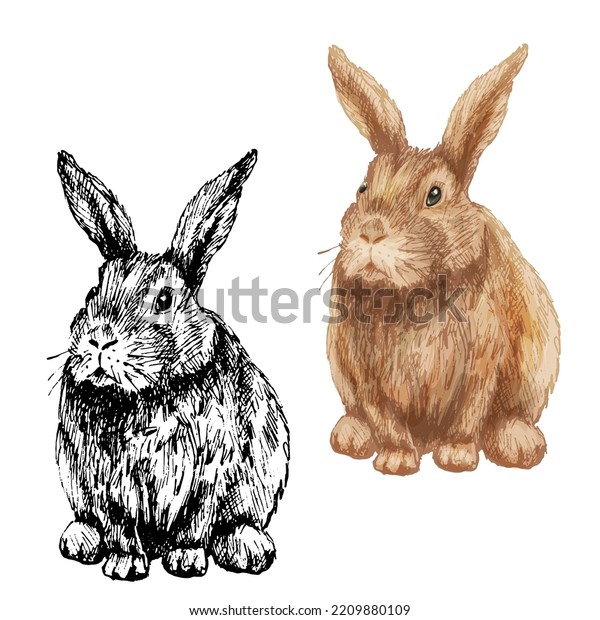 Lying Rabbit Front View Vector Vintage Stock Vector (Royalty Free ...