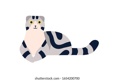 Lying scottish fold cat breed with stripes vector flat illustration. Happy cute cartoon gray domestic animal posing isolated on white background. Smiling thoroughbred pet character