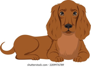Lying setter. Funny domestic animal. Dog breed