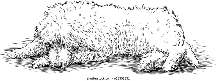 lying shaggy dog