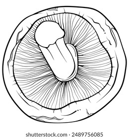 Seta shiitake mintiendo. Vista superior de hongos comestibles crudos asiáticos. Ilustración vectorial dibujada a mano estilo garabato. Línea de arte gráfico comida vegetariana aislado en blanco para colorear libro, imprimir