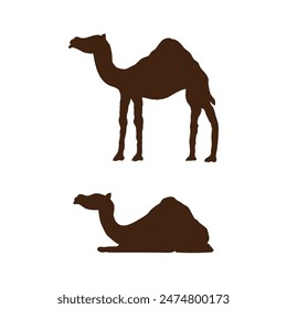 Camello acostado y de pie aislado en blanco. Animales y vida silvestre concepto Vector