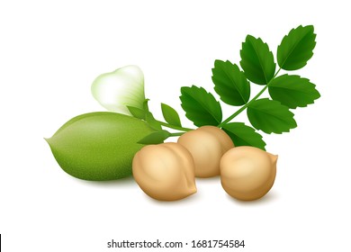 Lying three dried Chickpea beans, fresh green pod, flower and leaves on white background.