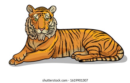 Lying tiger isolated in cartoon style. Educational zoology illustration, coloring book picture.
