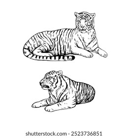 Tigre deitado isolado em fundo branco. Ilustração de vetor realista desenhada à mão. Desenho a tinta de arte de linha.