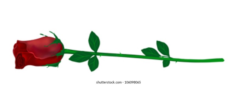lying vector red rose on a stem with leaves and thorns isolated on white
