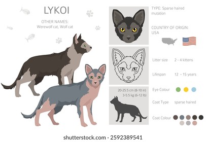 Lykoi Cat clipart. All coat colors set.  All cat breeds characteristics infographic. Vector illustration