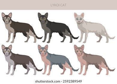 Lykoi Cat clipart. All coat colors set.  All cat breeds characteristics infographic. Vector illustration