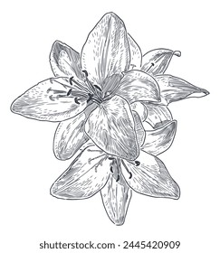 Lylies, bouquet, petals, garedn flowers, outline, three, sketch,hand drawn vector illustration isolated on white