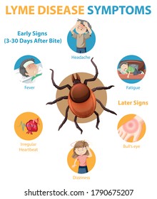 Lyme Disease Symptoms Information Infographic Illustration