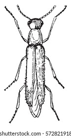 Lymexylon navale, vintage engraved illustration.
