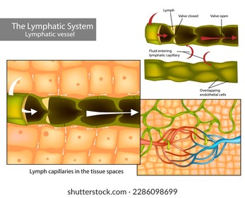 Lymphkapillare in den Geweberäumen. lymphatische Zirkulation und Struktur der lymphatischen Gefäße