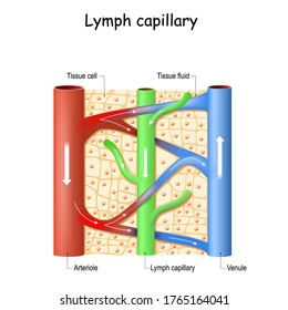 Lymph capillary in human tissue. Blood vessel: Venule and Arteriole. lymphatic system. Fluid bathes the tissues and collecting waste products, bacteria, and damaged cells, and then drains as lymph