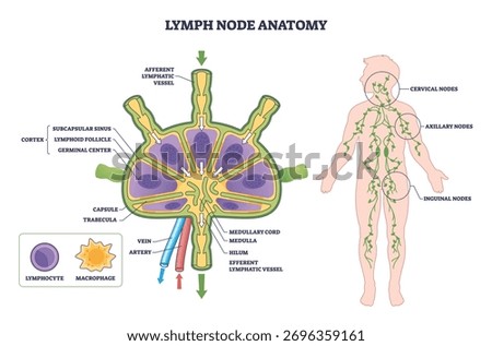 Lymph node anatomy diagram shows structure and lymph flow, highlighting cortex, medulla, and afferent-efferent vessels with body map of cervical, axillary, inguinal nodes. Outline diagram