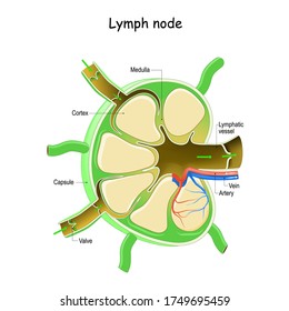 Lymph Node Anatomy. Labeled Diagram Showing The Flow Of Lymph. Afferent And Efferent Vessels. Vector Illustration