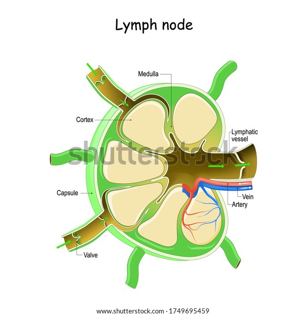 Lymph Node\
Anatomy. Labeled diagram showing the flow of lymph. Afferent and\
efferent vessels. Vector\
illustration