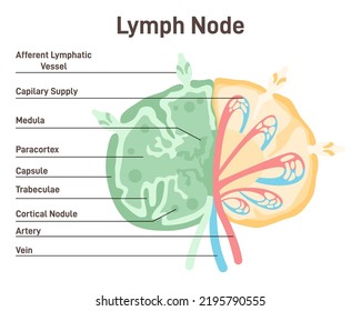 Lymph Node. Human Lymphatic System Vessel. Lymphatic Fluid Filtration, Body Defense From Infection And Disease. Anatomical Banner With Descriptions. Flat Vector Illustration