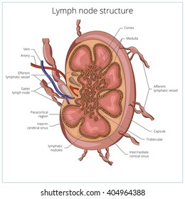 Lymph node structure medical educational science vector illustration. Vascular anatomy