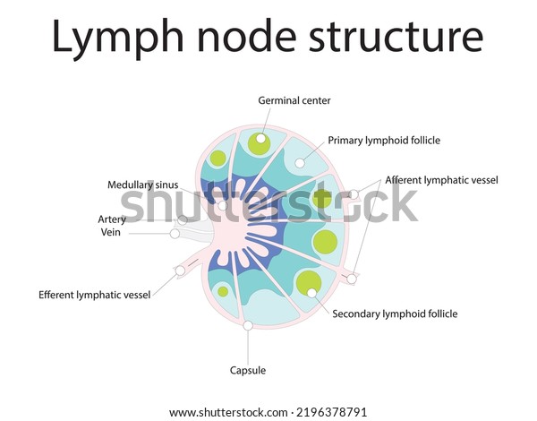 Lymph Node Structure Schematic Anatomic Illustration เวกเตอร์สต็อก ปลอดค่าลิขสิทธิ์