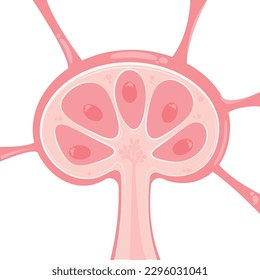 Lymph node vector illustration presentation template graphic