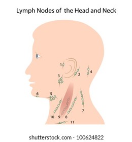 17 Parotid lymph nodes Images, Stock Photos & Vectors | Shutterstock