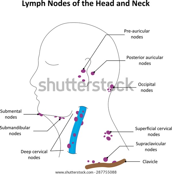Lymph Nodes Head Neck Labelled Diagram Stock Vector Royalty Free