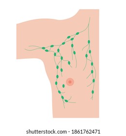 Lymph nodes in the human breast in man body. Medical poster with male silhouette, chest and nipple anatomy. Patient visits the clinic and gets help and consultation. Isolated flat vector illustration.