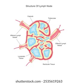 Lymph nodes are small, bean-shaped glands that filter lymph fluid, trapping viruses, bacteria, and other pathogens. They play a crucial role in immune defense.Anatomical illustration.