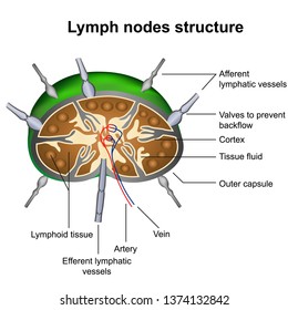 7,624 Lymph Node Images, Stock Photos & Vectors | Shutterstock