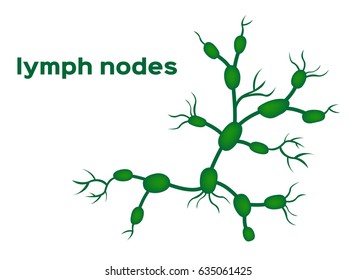 Lymph Nodes Vector